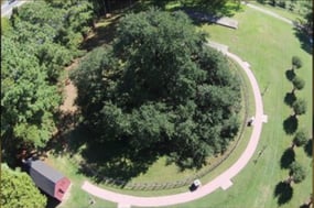 Emancipation Oak Tree.png